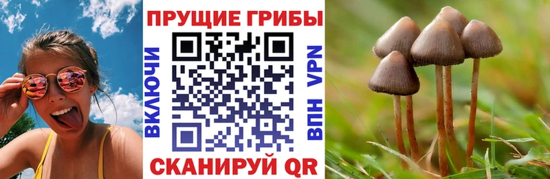 Галлюциногенные грибы Psilocybe  наркошоп  Елабуга 