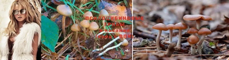 Псилоцибиновые грибы Cubensis  Елабуга 